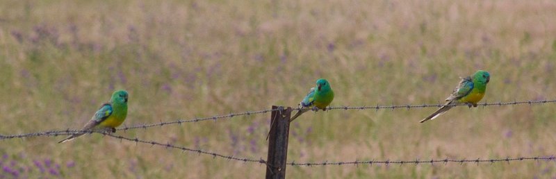 3 grass parrots.jpg